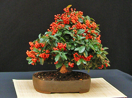 Bäume für draußen Bonsai Börse Bremen